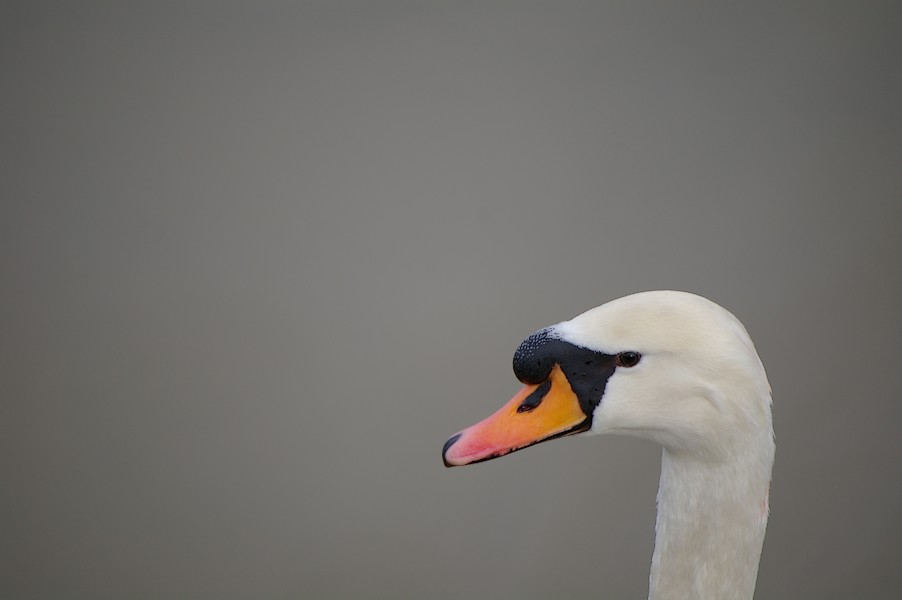 Les Oiseaux: Ecluse d evry 289
